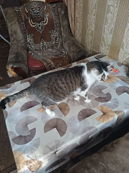 Отдам кота в добрые руки
