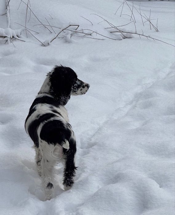 Русский охотничий спаниель для случки