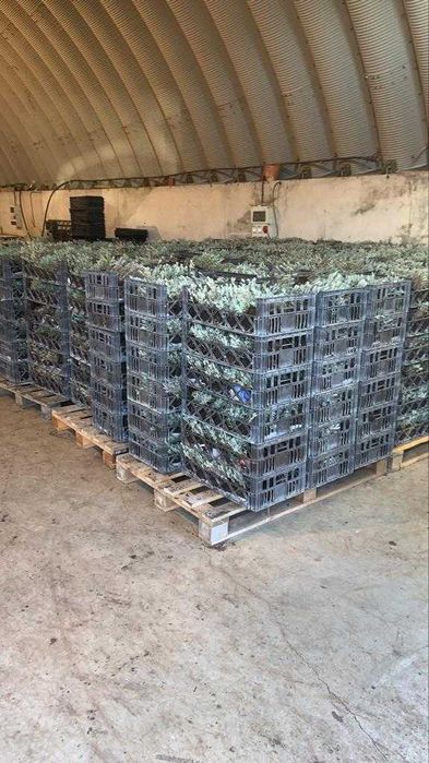 Butasi de lavanda  (lavandin super si grosso) campania 2025-2026