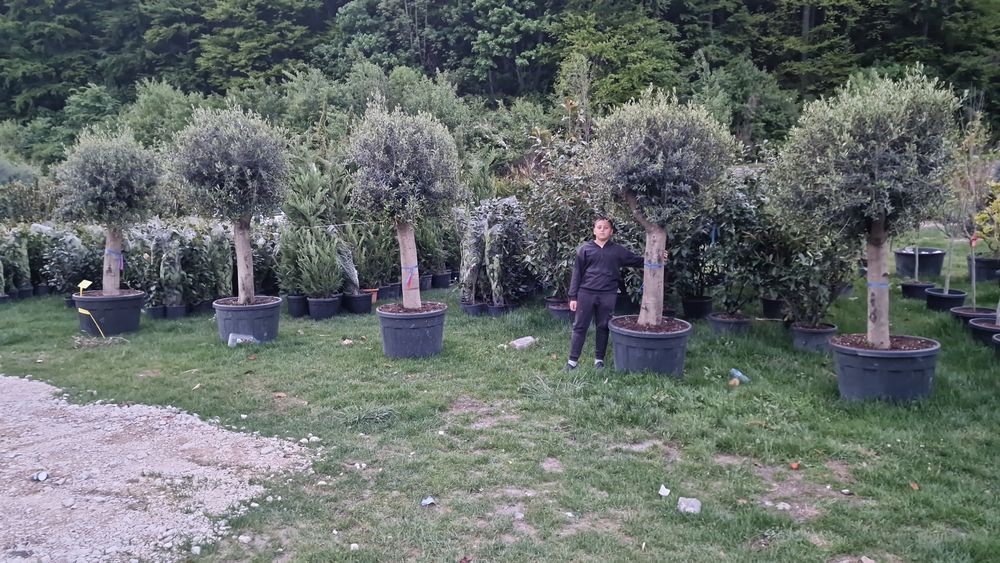 Vand maslin mai multe dimensiuni