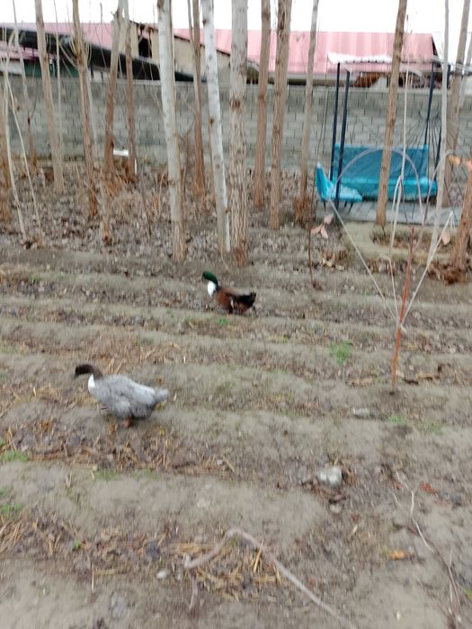 Indoutkalar sotiladi