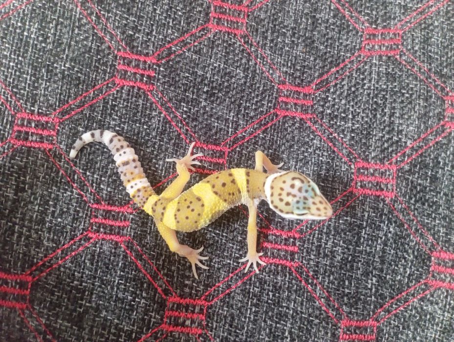 Молодые эублефары