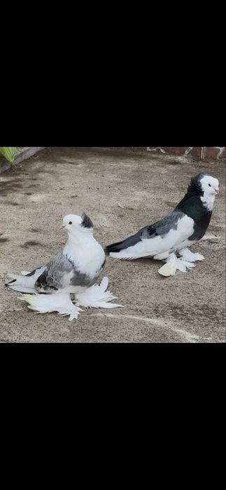 Uriasi maghiari-tobosari de buhara