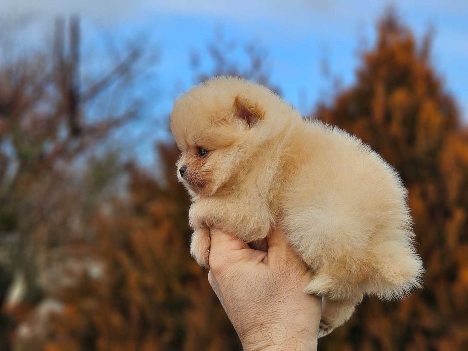 Померан мини продавам мъжко