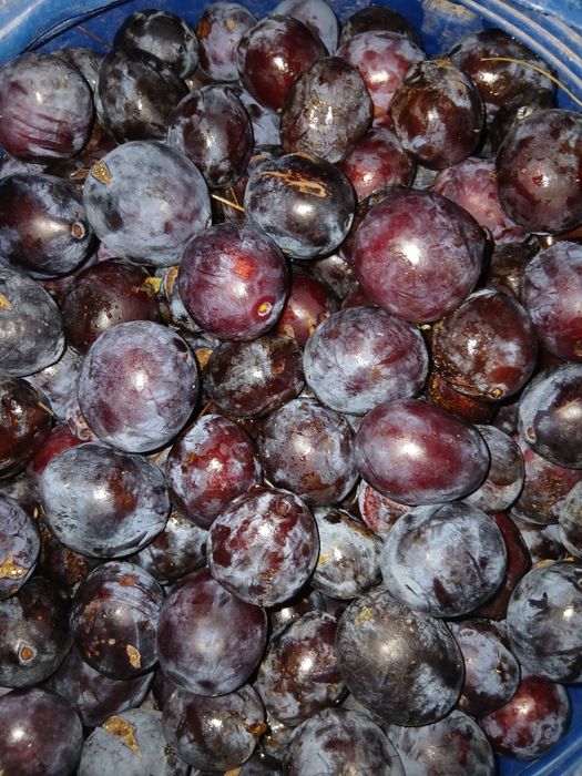 Prune rosii zona ușor de cules