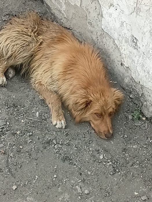 Дарю собачат в добрые надёжные руки