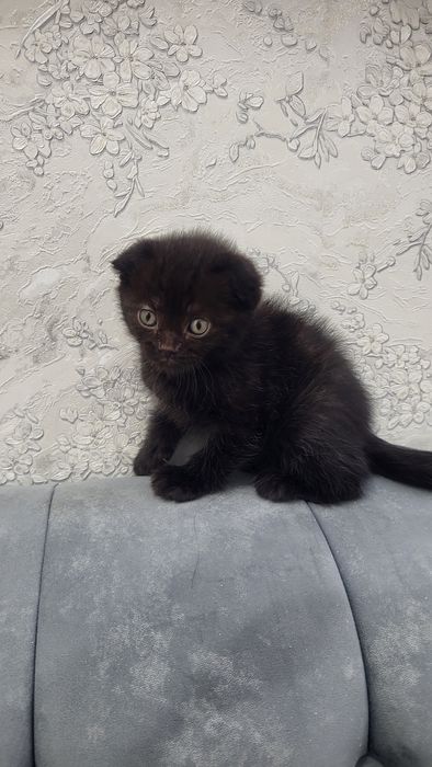 Бретацский кошки