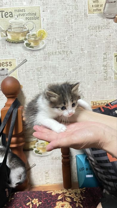 Отдам котят в добрые руки