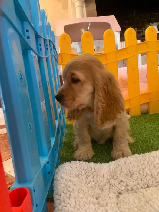 Băiețel Cocker spaniel auriu
