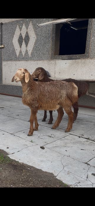 Козы кошкар Арашан