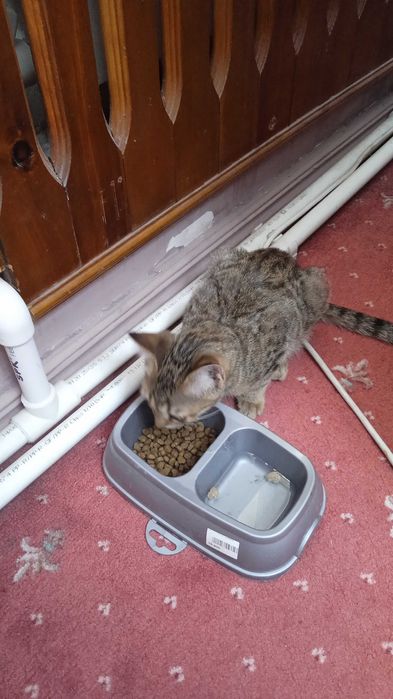 Отдадим даром кошку!