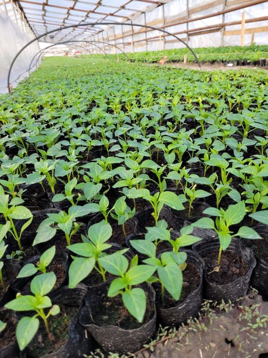 Перец памидор арбуз