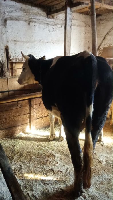 Vaca baltata de vinzare