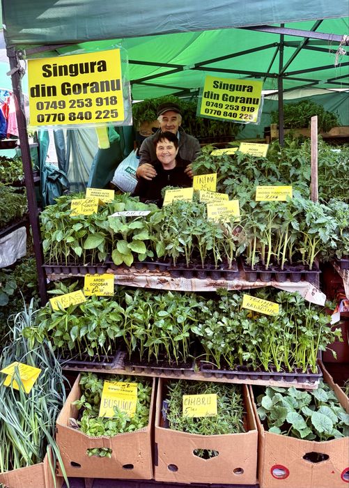 RĂSADURI de legume
