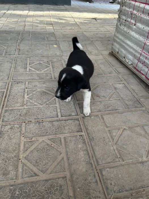 Собачки щенки маленькие