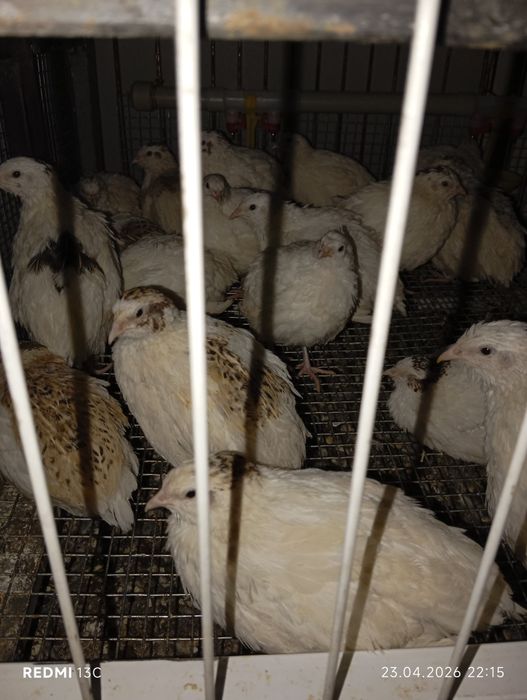 Перепелки Емцова Рыскулова