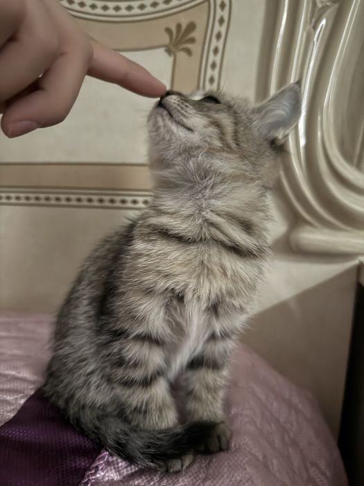 Отдам котёнка в добрые руки