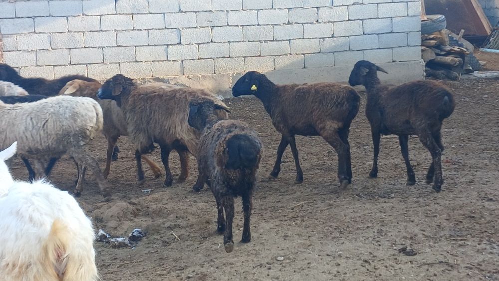 Қой сатылады туркестан қаласы