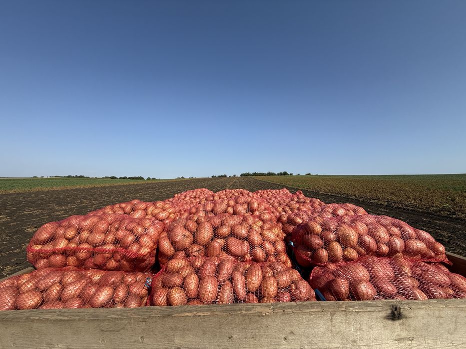 Cartofi de consum si samanta