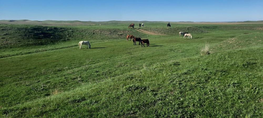 Ассалаумагалейкум пішпе аттар сатылады