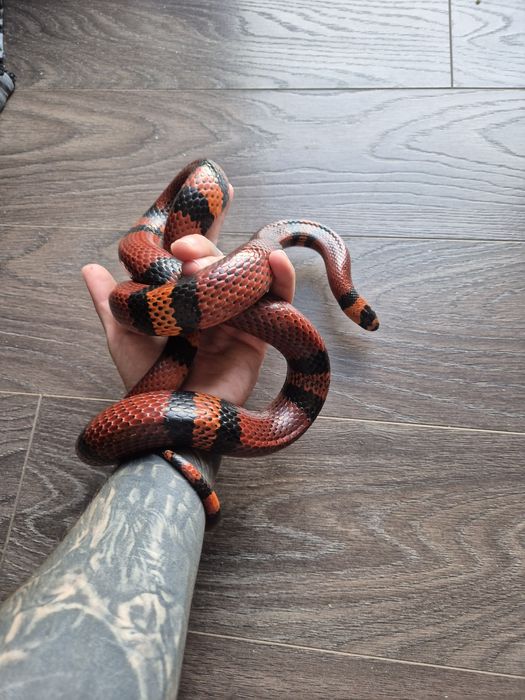 Sarpe honduran milk snake