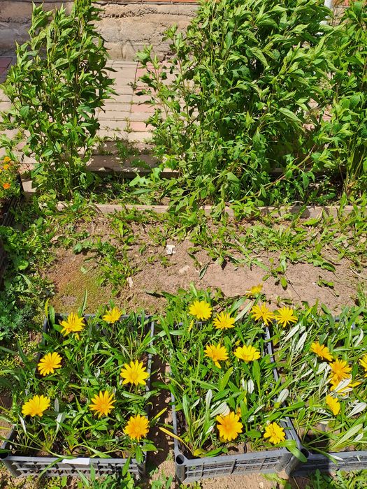 Цветы газании, бархатцы