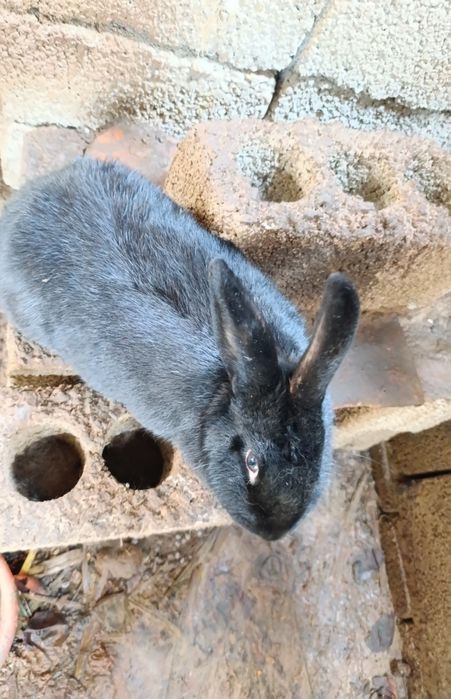 Quyon sotiladi boqiwga goʻwga tayyor boʻgan