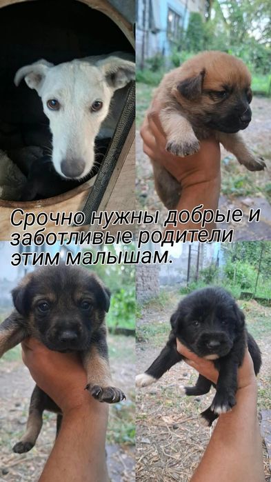 Отдам щенят в добрые руки.