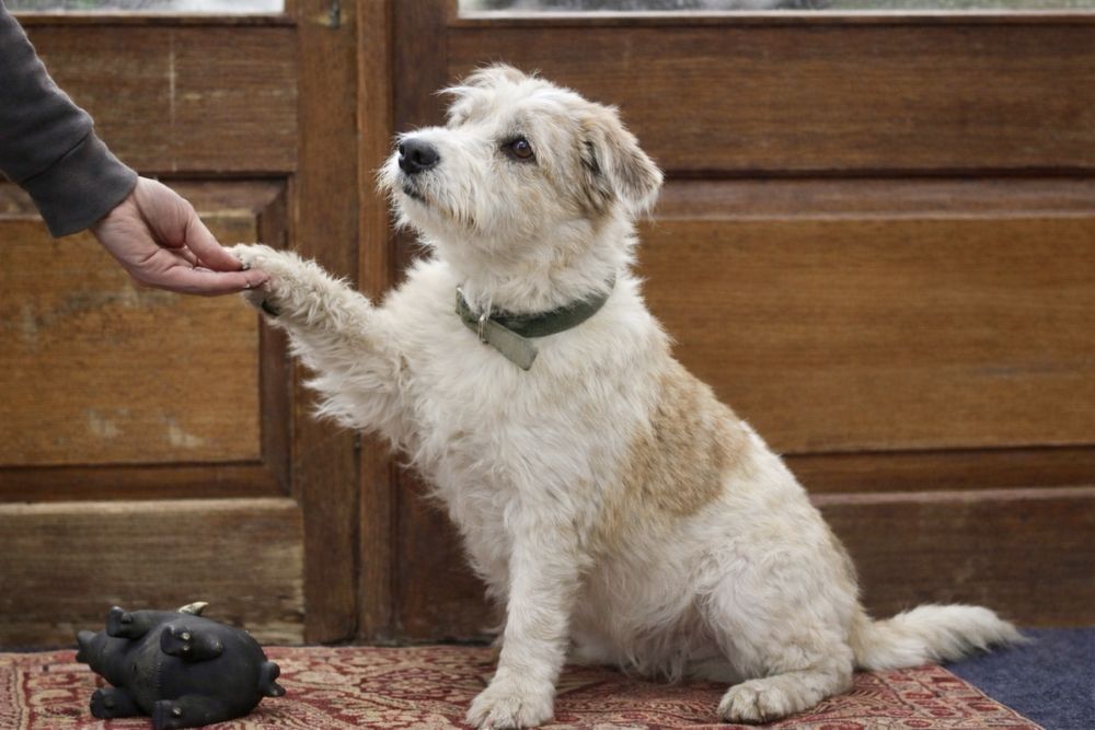 Собака Майя — добрая и спокойная