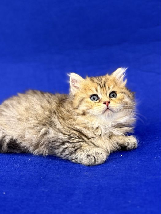 Британские котята