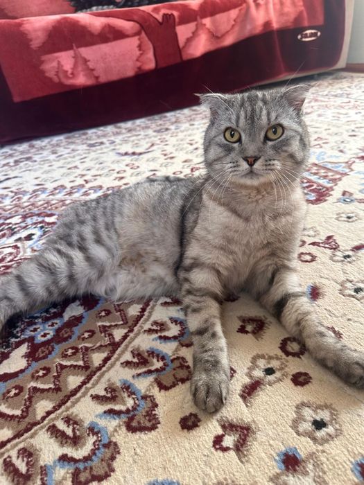 Шотландский вислоухий кот