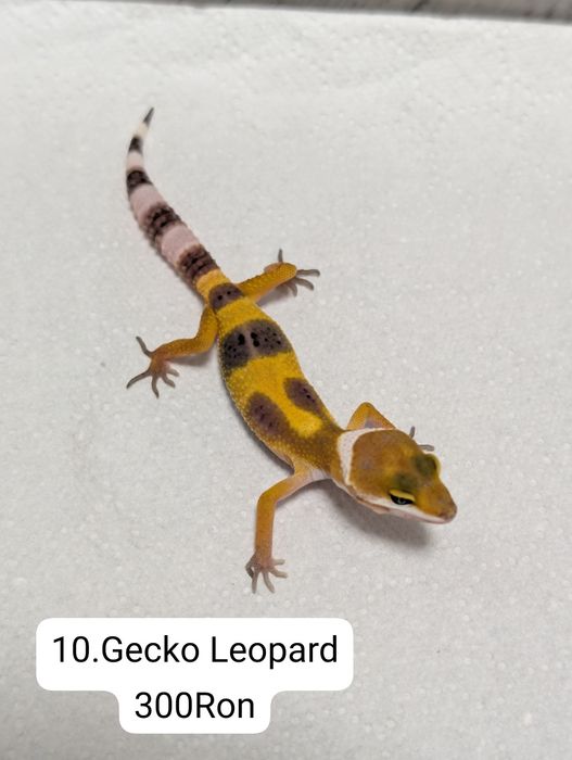 Soparla Gecko Leopard
