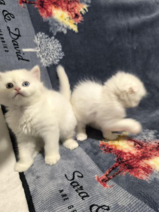 Готовятся приобрести новую семью очаровательные котята Скотиш Фолд