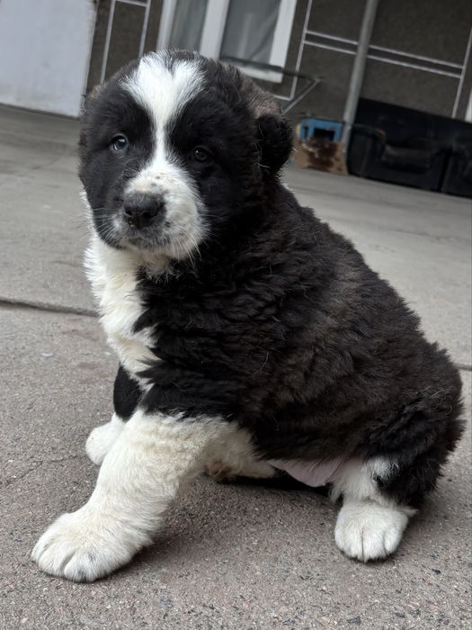 Продам щенка сучка 1,5 месяца