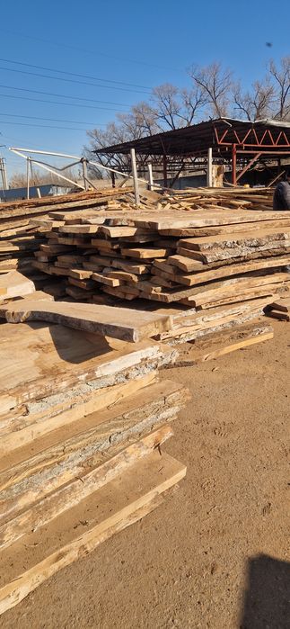 Карагач . Дуб сухой