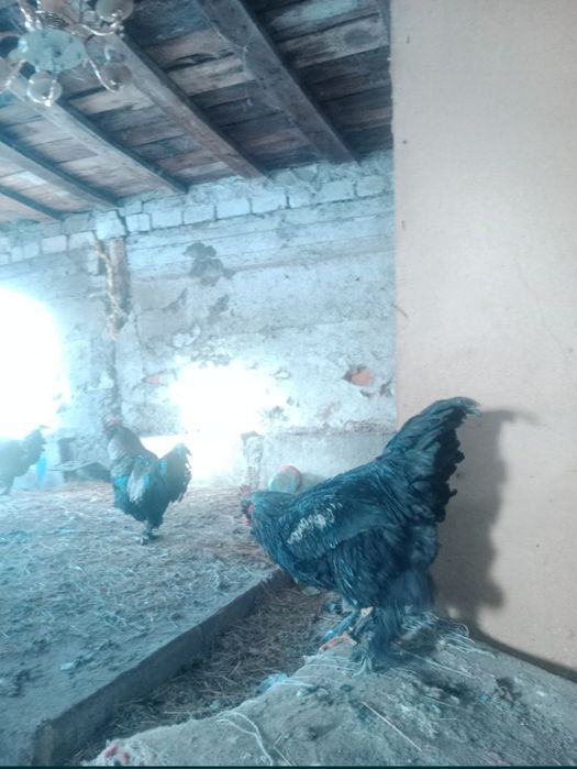 Әтеш петухи брама