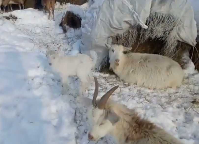 Продам коз с козлятами