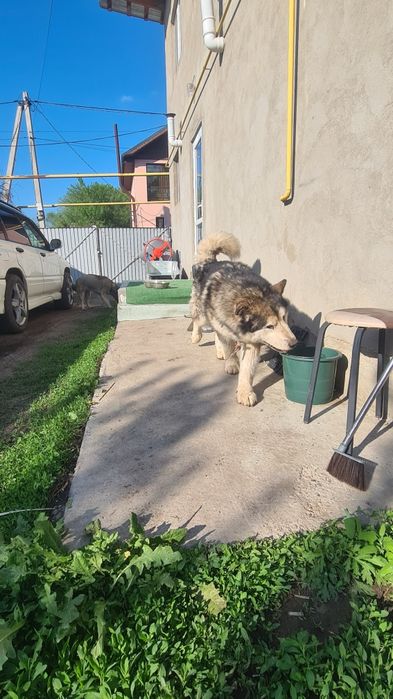 Аляскинский Маламут