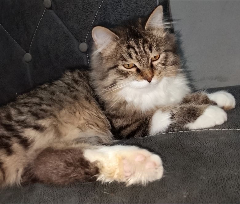 Ищу маму папу..отдам в добрые руки !