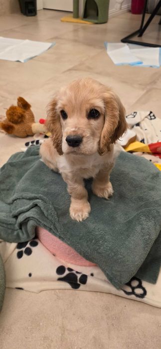 Cocker Spaniol Auriu