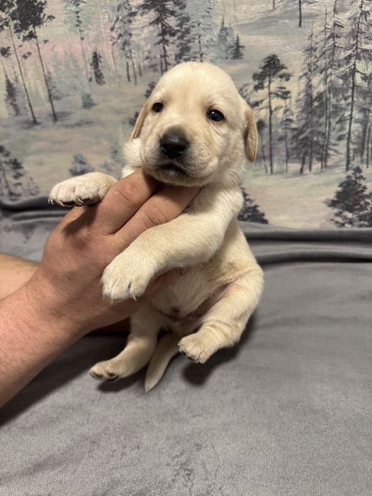 Продам лабрадоров