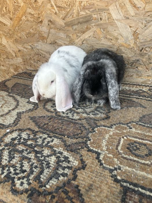 Iepuri berbec german