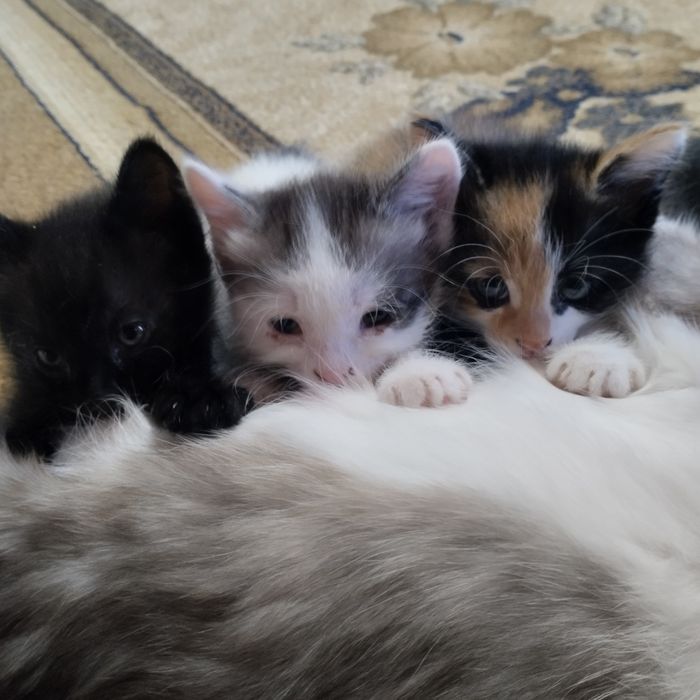 Отдаем котят в добрые руки