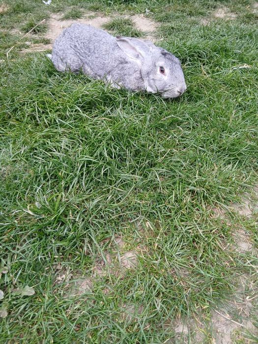 Vând mascul uriaș german