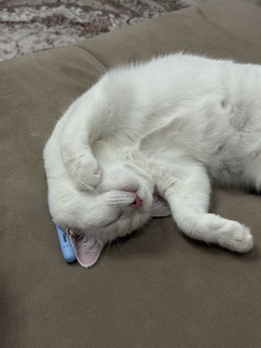 Отдам кошку с кормом 10.000