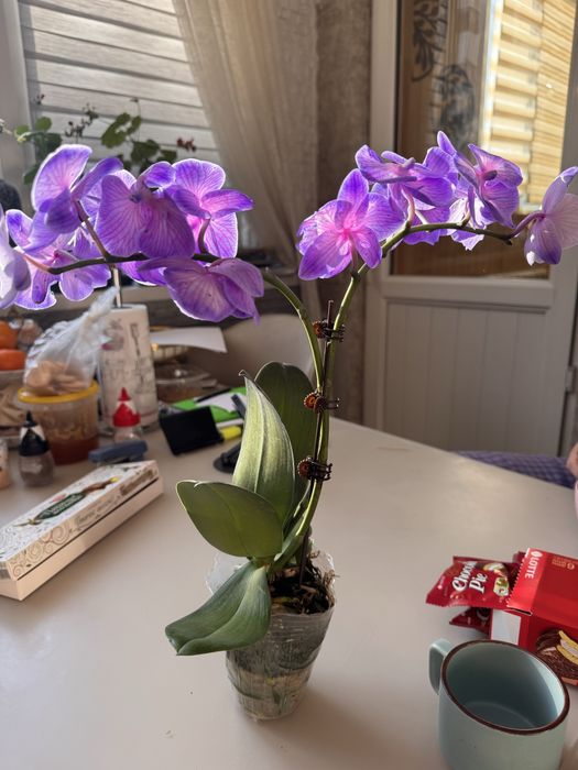 Орхидеи  9 сортов