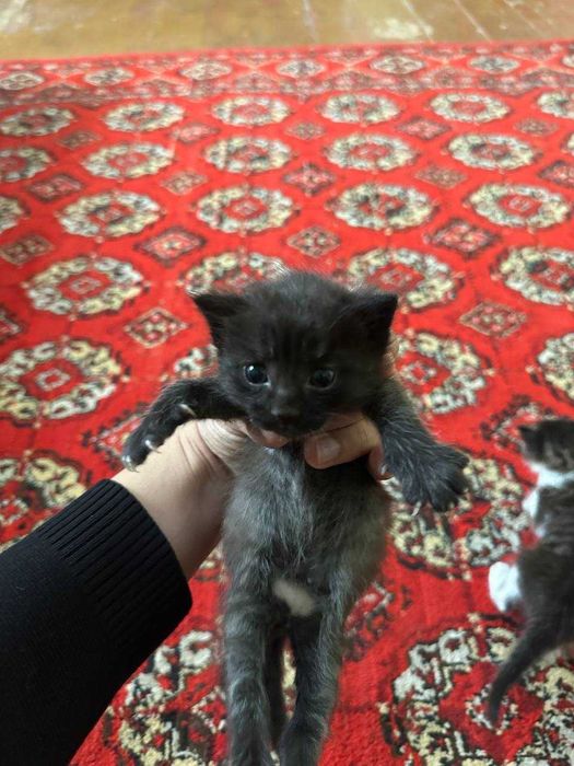 Mushukchalar sotiladi