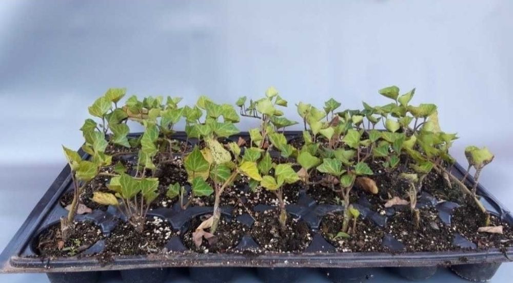 Iedera hedera helix producator