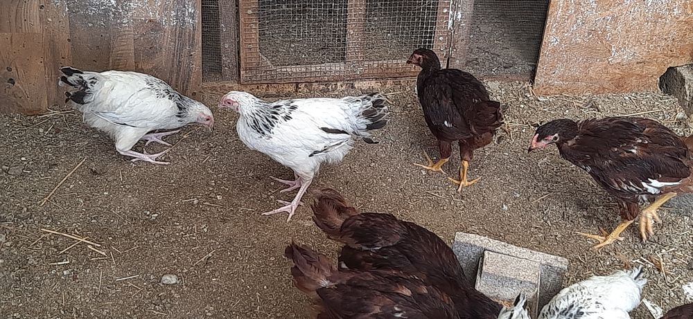 Pui de rasă de vanzare