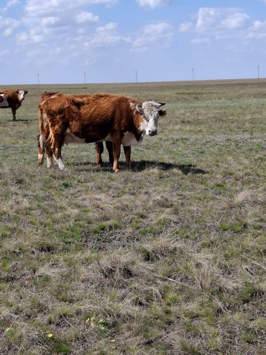 Продам каров старых